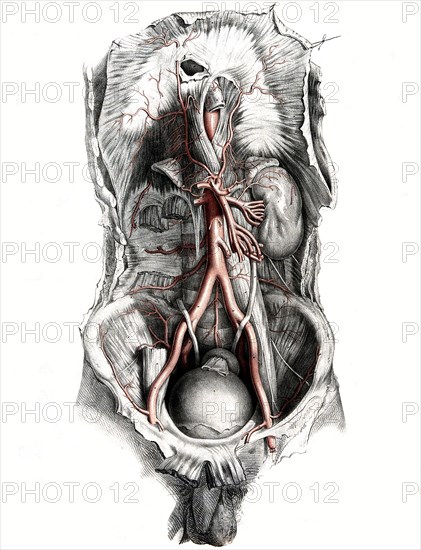 Human anatomy