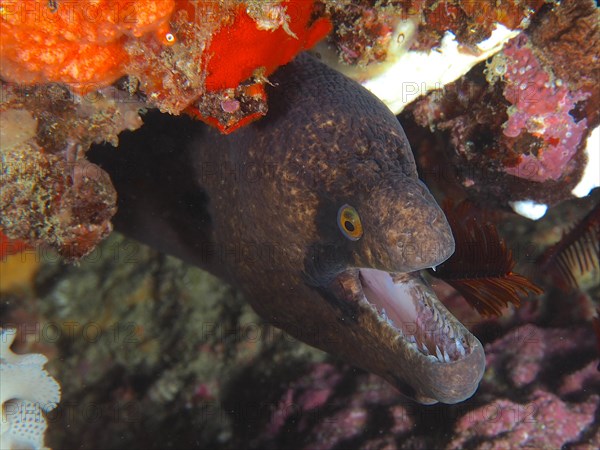 Masked moray