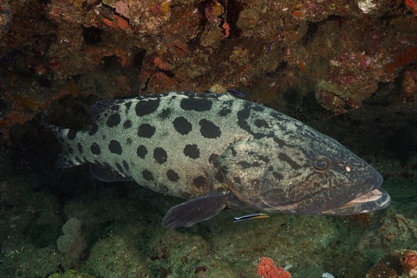 Potato grouper