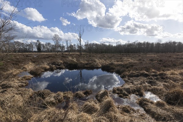 Water reflection from the blue sky on the wet meadows in the Professormoor in the Duvenstedter Brook nature reserve