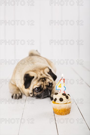 Copy space dog with cake his fourth year celebration