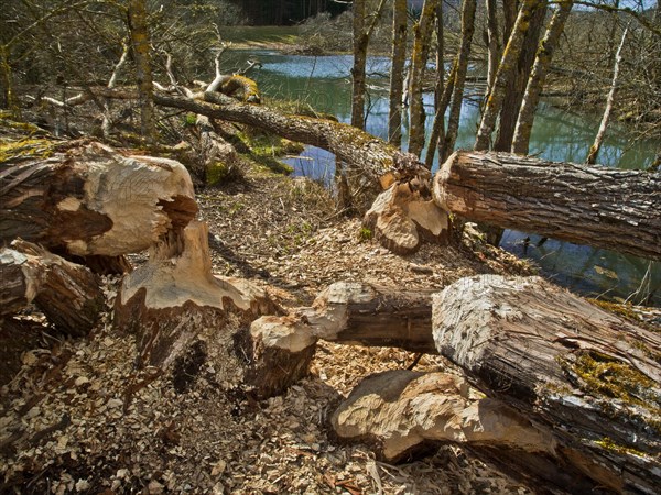 Trees gnawed by beavers