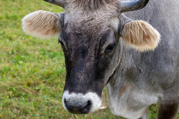 Headshot on a Cute Cow on the Green Field in Switzerland