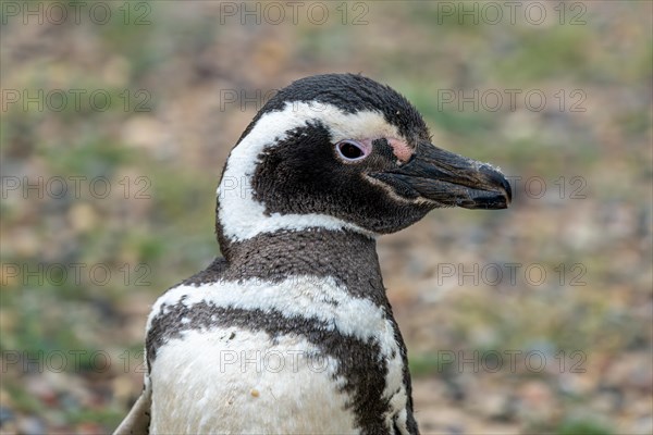 Magellanic penguin