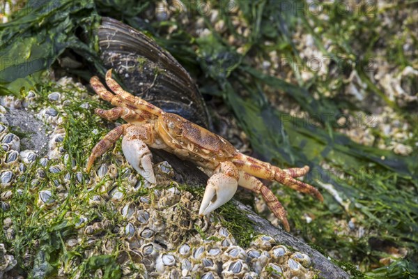 Dead Japanese shore crab