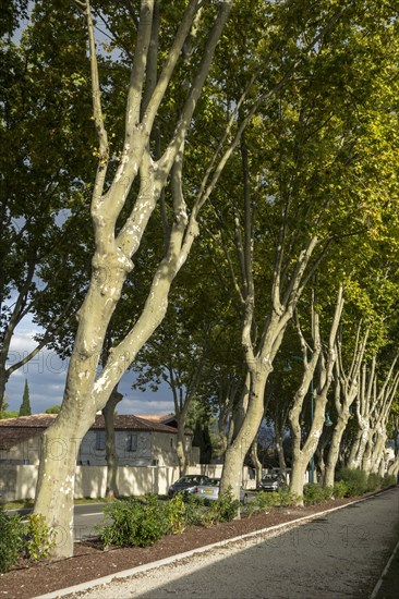 Plane trees