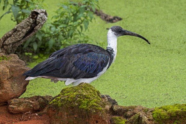 Straw-necked ibis