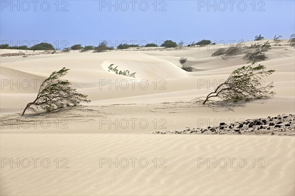 Shrubs growing in white sand dunes on the island Boa Vista