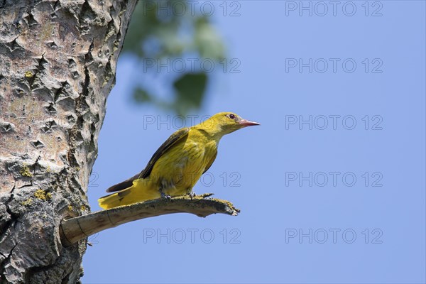 Eurasian golden oriole