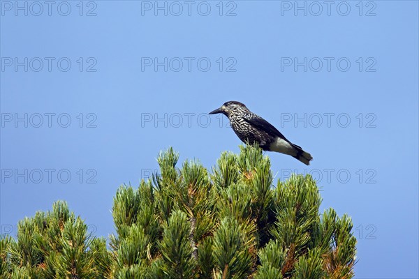 Spotted nutcracker