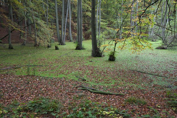 European Alder