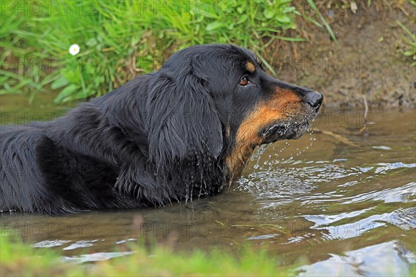 Hovawart in the water