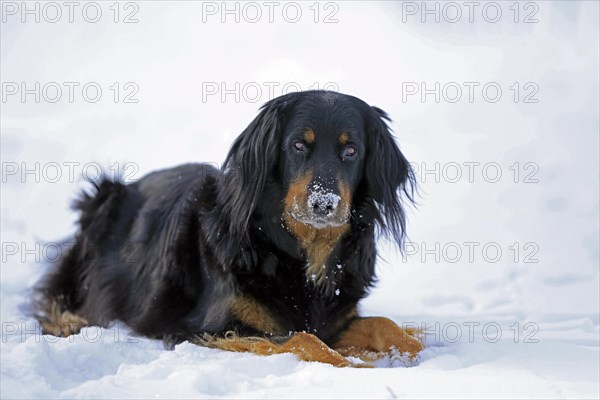 Hovawart lying in the snow