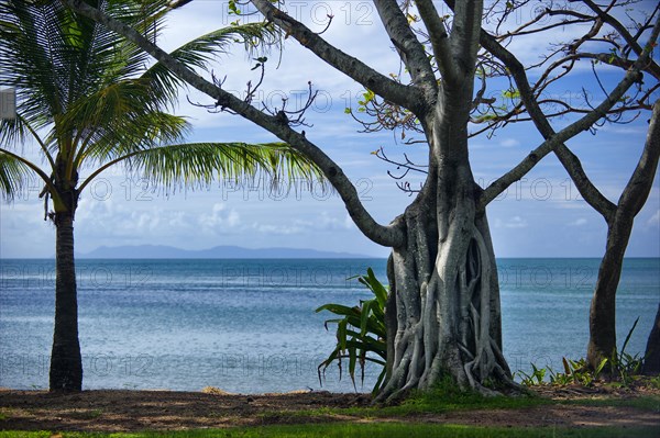 Strangler fig