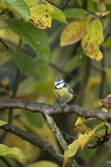 Blue tit