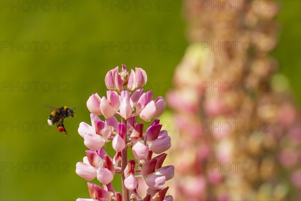 Buff tailed bumble bee