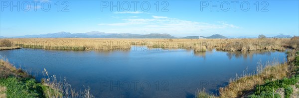 Panoramic view of a tranquil water landscape with reeds and a clear sky