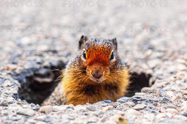 Columbian ground squirrel