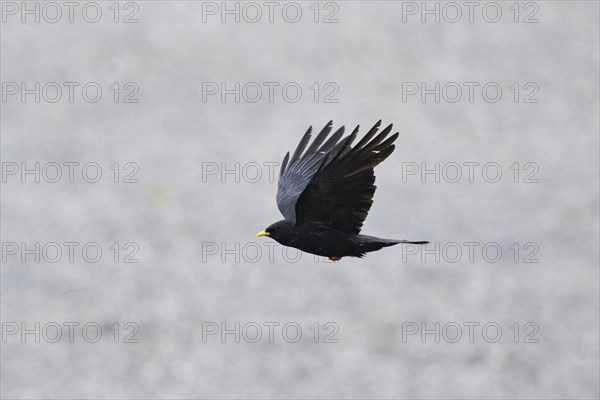 Yellow-billed chough