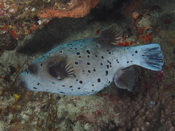 Blackspotted puffer