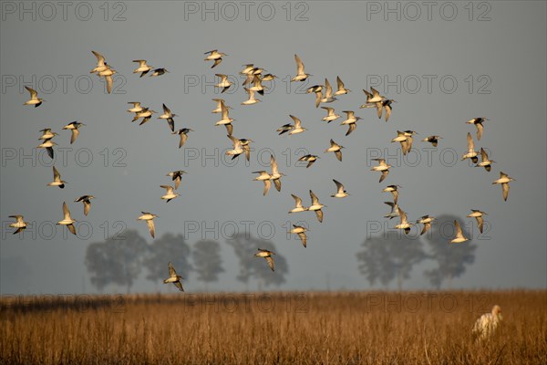 Flock of Wilson's waterbirds