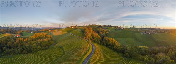 Aerial view of vineyards in the morning light