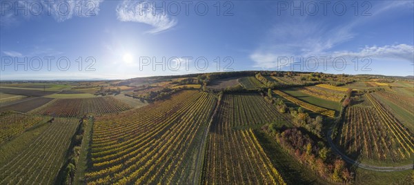 Aerial view of autumn vineyards