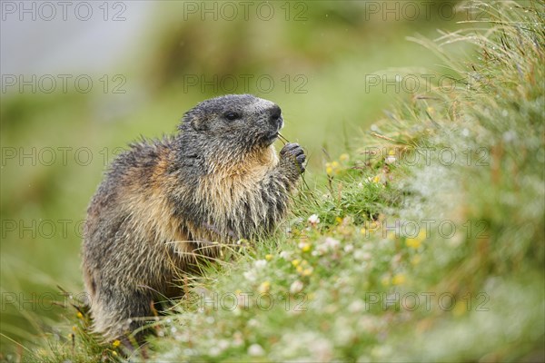 Alpine marmot