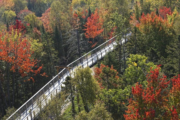 Tree top walkway in autumn