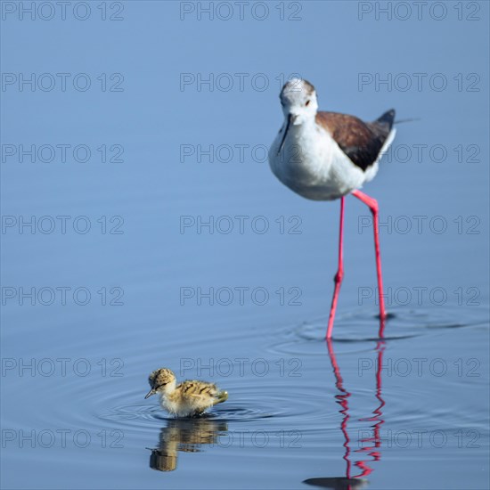 Baby black-winged Stilt