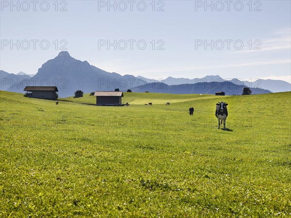 Cows on an alpine meadow in the Allgaeu