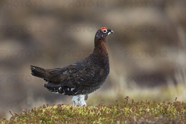 Red grouse