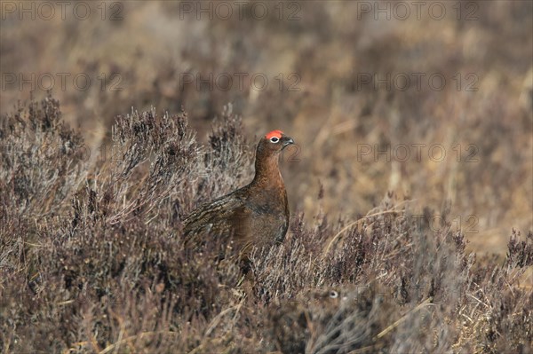 Red grouse