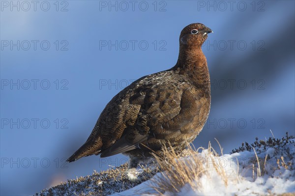 Red grouse