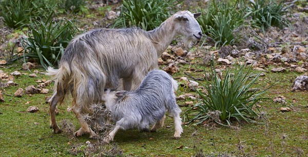 A mother goat (caprae) suckles her young in a natural environment, Aradena Gorge, Aradena, Sfakia, Crete, Greece, Europe