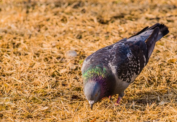 Close up of pigeon on the ground looking for food in dry brown grass