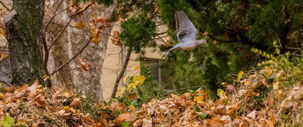 Oriental turtledove in flight over bushes and dry leaves
