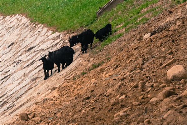 Small herd of black goats grazing on the side of a rocky hill