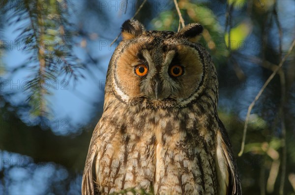 Long-eared owl (Asio otus) sitting in a tree. Bas-Rhin, Alsace, Grand Est, France, Europe