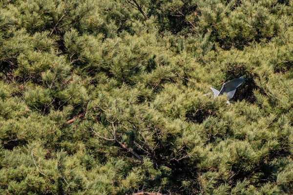 Gray heron with wings extended partially hidden while perched on branch of evergreen tree on sunny day