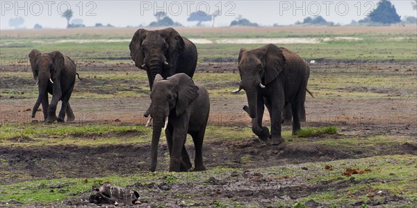 Elephant herd (Loxodonta africana), group, family, herd of animals, animal family, hiking, hike, safari in Chobe National Park, Botswana, Africa