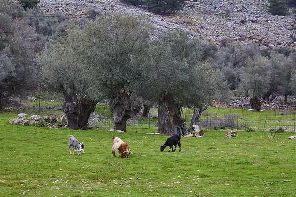 Grazing goats (caprae) under olive trees in a green meadow, Aradena Gorge, Aradena, Sfakia, Crete, Greece, Europe