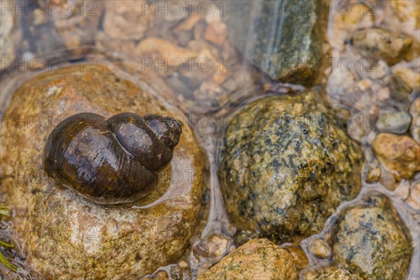 Closeup of large snail inside its shell on top of brown rock at edge of river