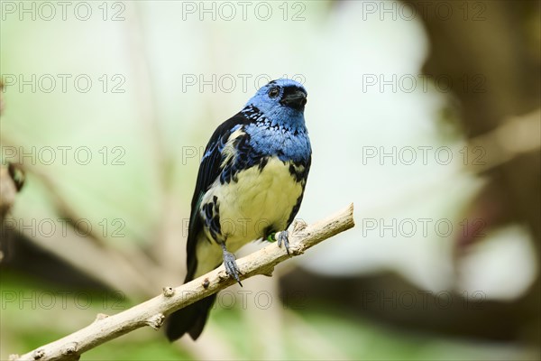 Opal-rumped tanager (Tangara velia) sitting on a branch, Bavaria, Germany, Europe