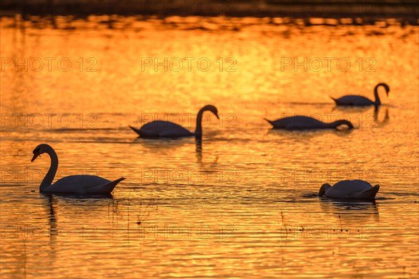 Mute swan (Cygnus olor) silhouette in the water at sunset. Bas-Rhin, Alsace, Grand Est, France, Europe