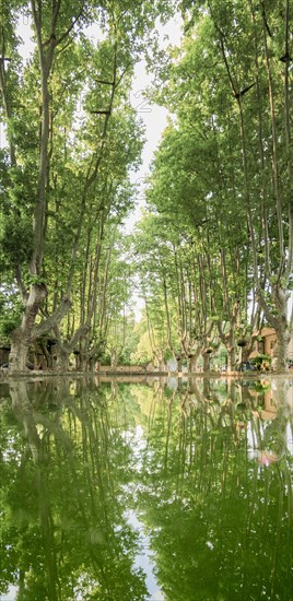 Curcuron by the village pond, Luberon, Vaucluse, Provence, France, Europe