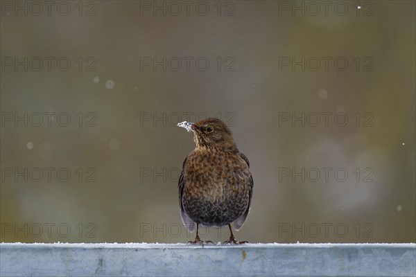 Blackbird (Turdus merula), blackbird, thrush, female, on a steel railing, white beak with snow, winter, falling snowflakes, Wismar, Mecklenburg-Vorpommern, Germany, Europe