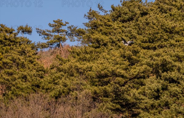 One in series of photos following a gray heron as it flies to, and lands on a branch in grove of evergreen trees on a sunny morning. 11 of 15