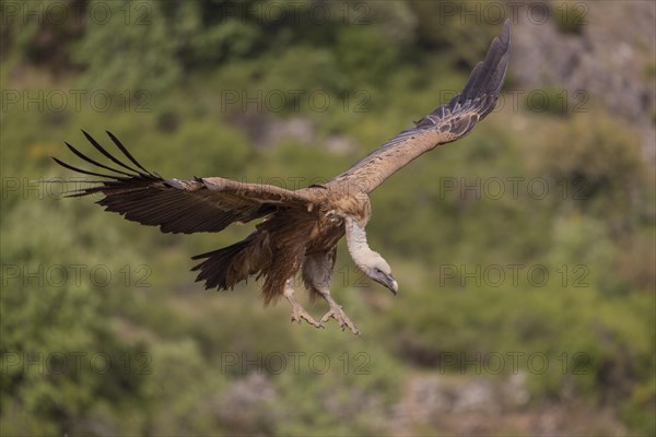 Griffon vulture (Gyps fulvus), landing approach, Castilla y Leon province, Picos de Europa, Spain, Europe