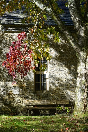 Autumn-coloured maple in the garden behind a chapel at Daoulas Abbey, Finistere Pen ar Bed department, Brittany Breizh region, France, Europe